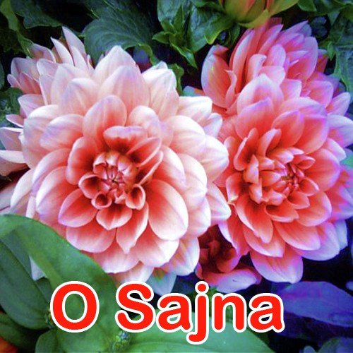 Tohra Yaad Aawela - Tanu Shree