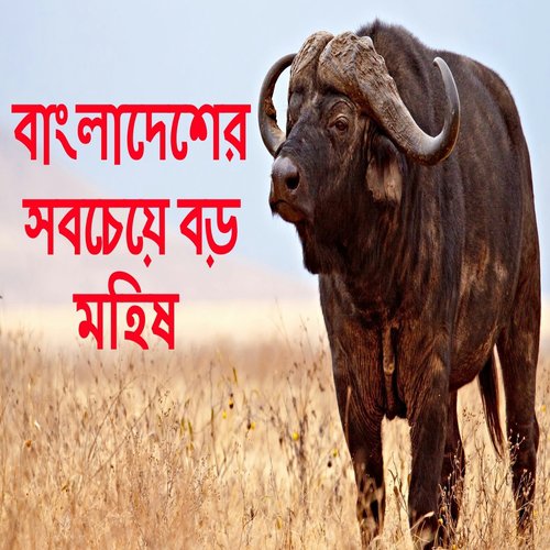 The Biggest Cow Of Bangladesh 2017 - Juel Raihan