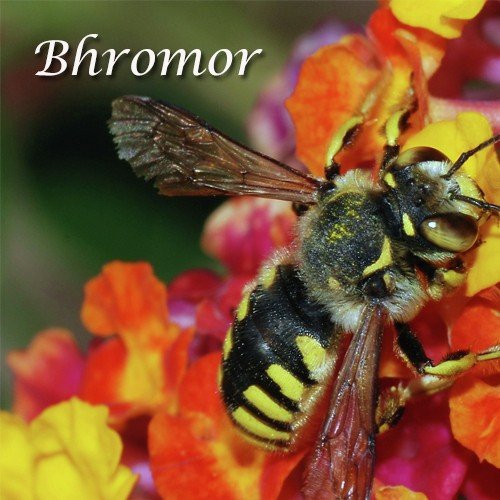 Vromor Instrumental - Malabika Bramha